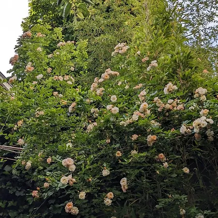 D'hotes Calmes Sur Jardin Batignolles 4* Paris